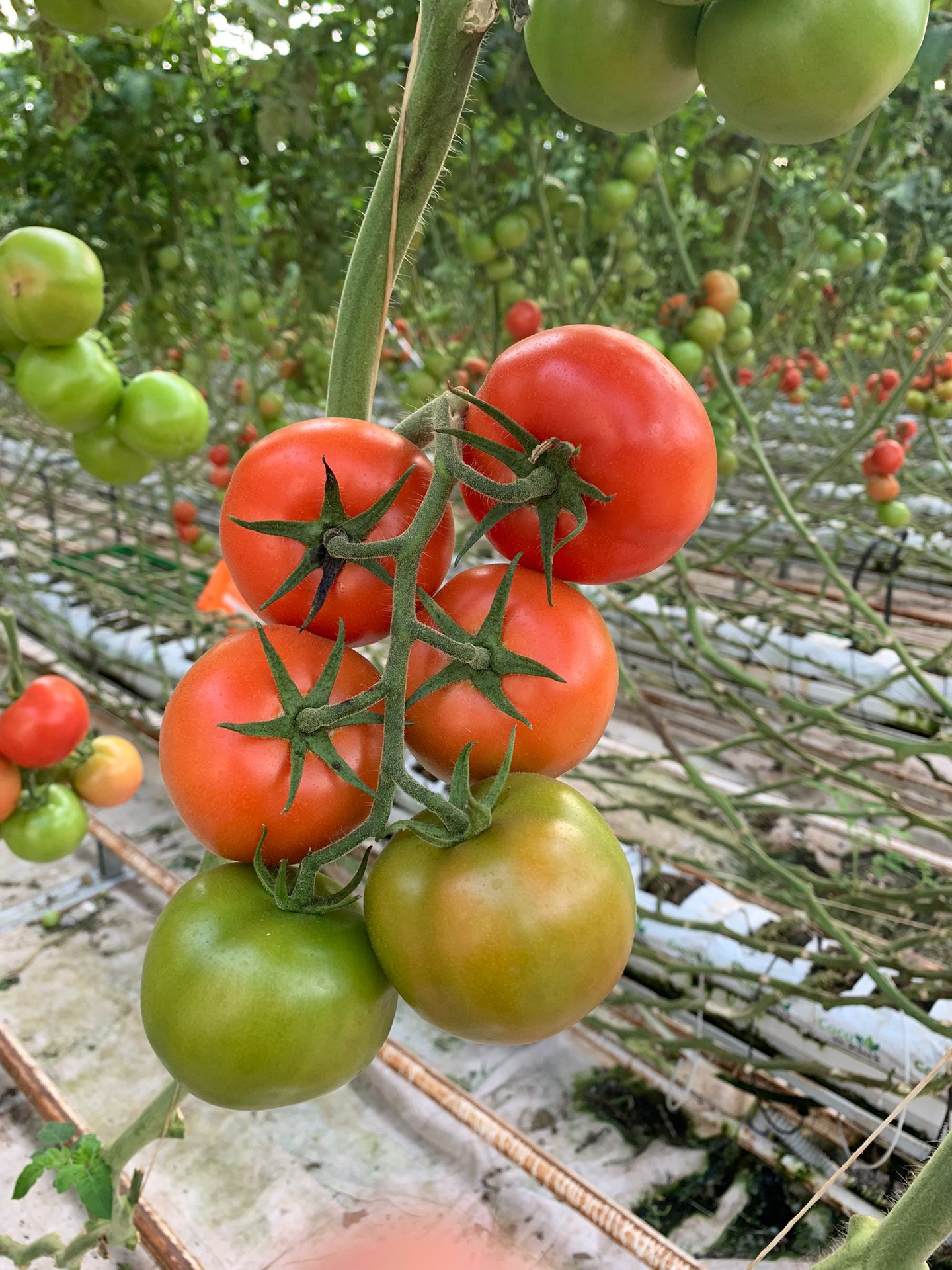 TOPRAKSIZ SALKIM DOMATES